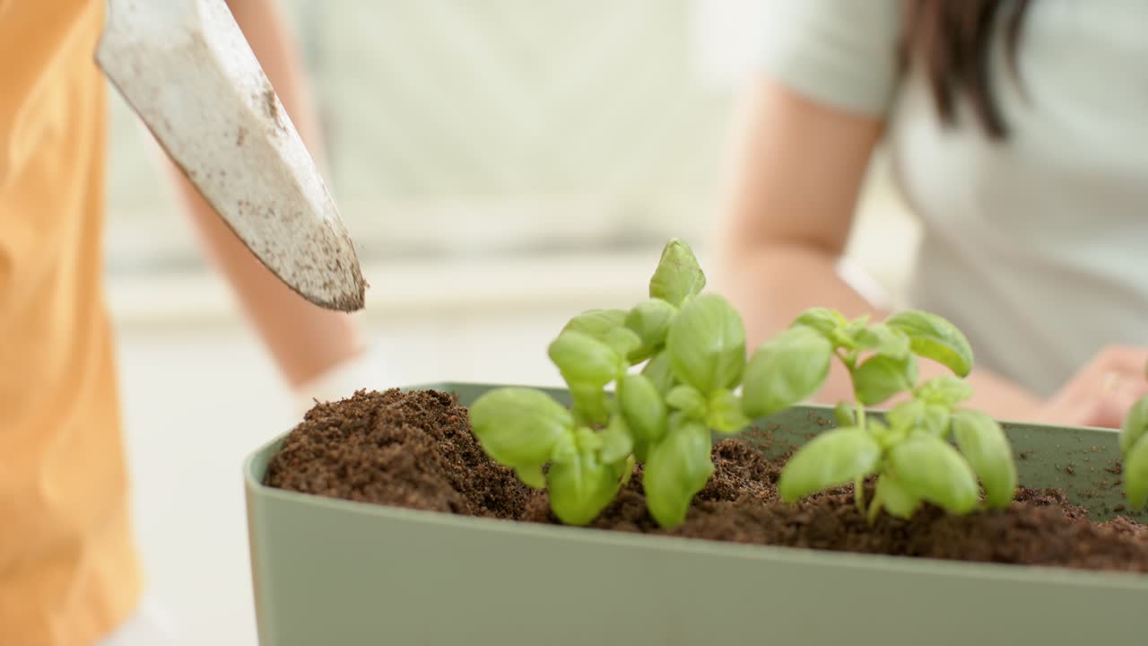 Garden hands are lifting basil seedlings from starter and planting into planter for kitchen herbs