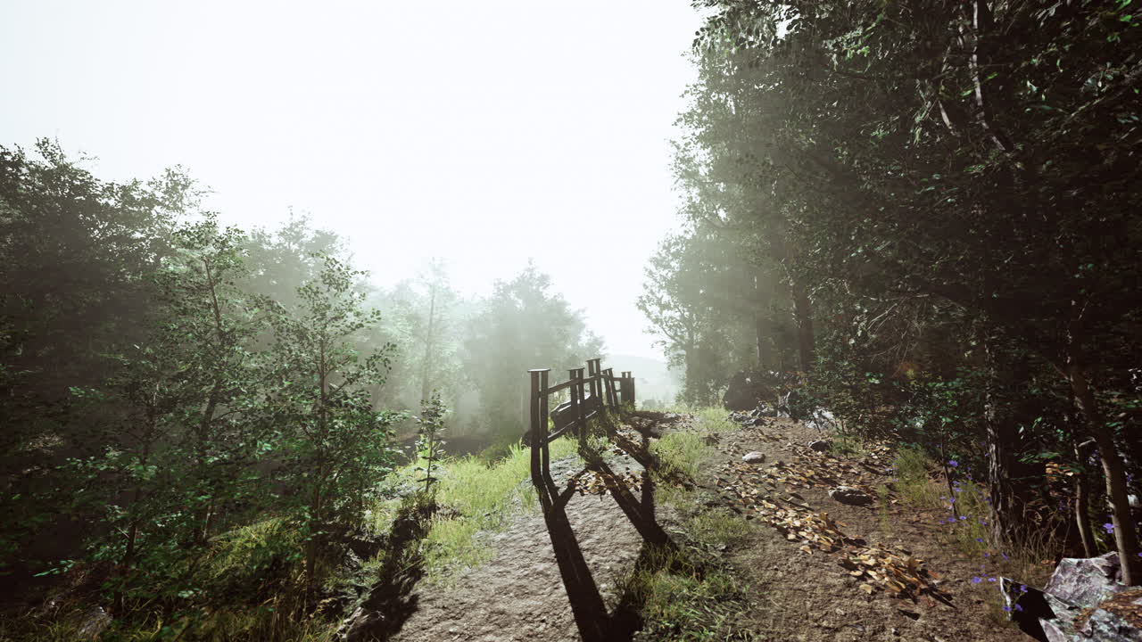 숲의 아름다운 여름 아침 하이퍼  ⁇ 스