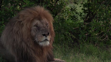 Majestic,-scarred-male-lion,-calmly-turns-head-to-look-towards-camera