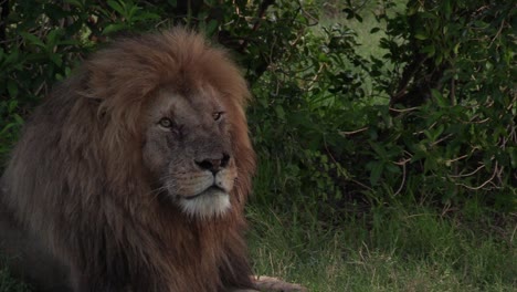 majestuoso león macho con cicatrices, gira tranquilamente la cabeza para mirar hacia la cámara