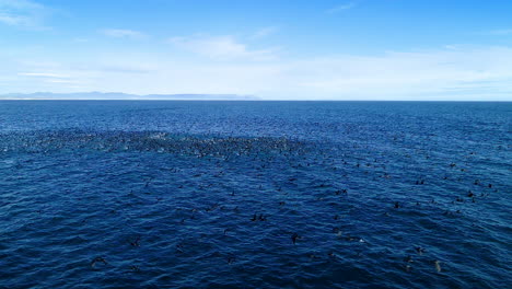 aerial - massive flock of cormorants in open ocean taking off flying, low flying drone