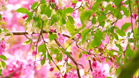 a wood warbler perches on a branch among vibrant spring blossoms in soft daylight, yanking leaves and flying away