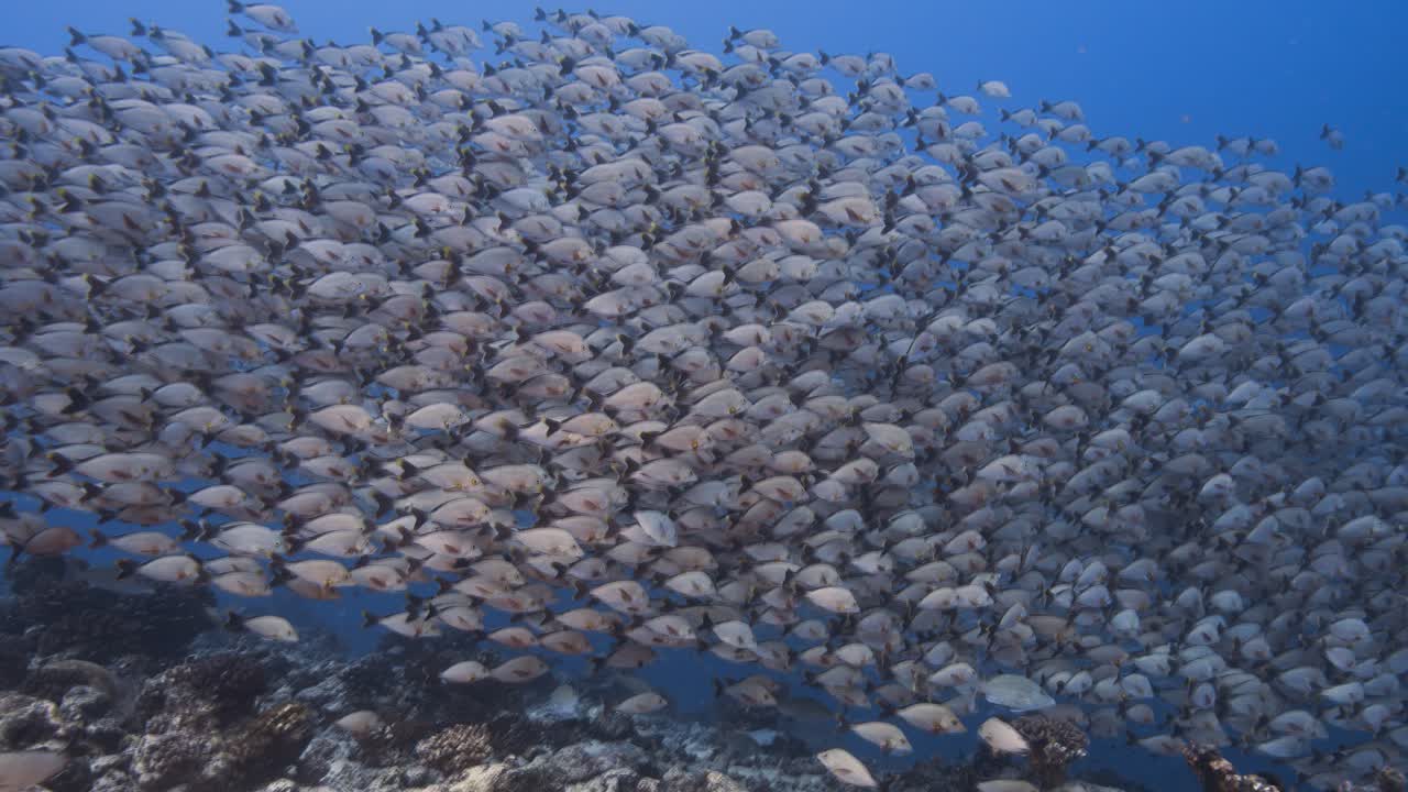 열대 산호초에 있는 은 푸른 물 속의 은 패들테일 스퍼의 큰 무리, 투아모투 제도, 프랑스령 폴리네시아, 남태평양