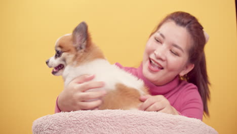 young woman playing with chihuahua mix pomeranian dogs for relaxation on bright yellow background-1