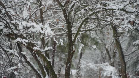 snow building up on the branches of trees while its snowing large flakes