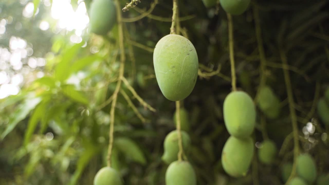 Riprese ravvicinate di diversi manghi verdi acerbi appesi a lunghi steli su un albero di mango, circondati da un fogliame lussureggiante. La luce del sole filtra attraverso le foglie, creando un'atmosfera serena e naturale.
