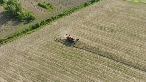 aerial establishing view of combine harvester mowing yellow wheat, dust clouds rise behind the machine, food industry, yellow reap grain crops, sunny summer day, orbiting birdseye drone shot