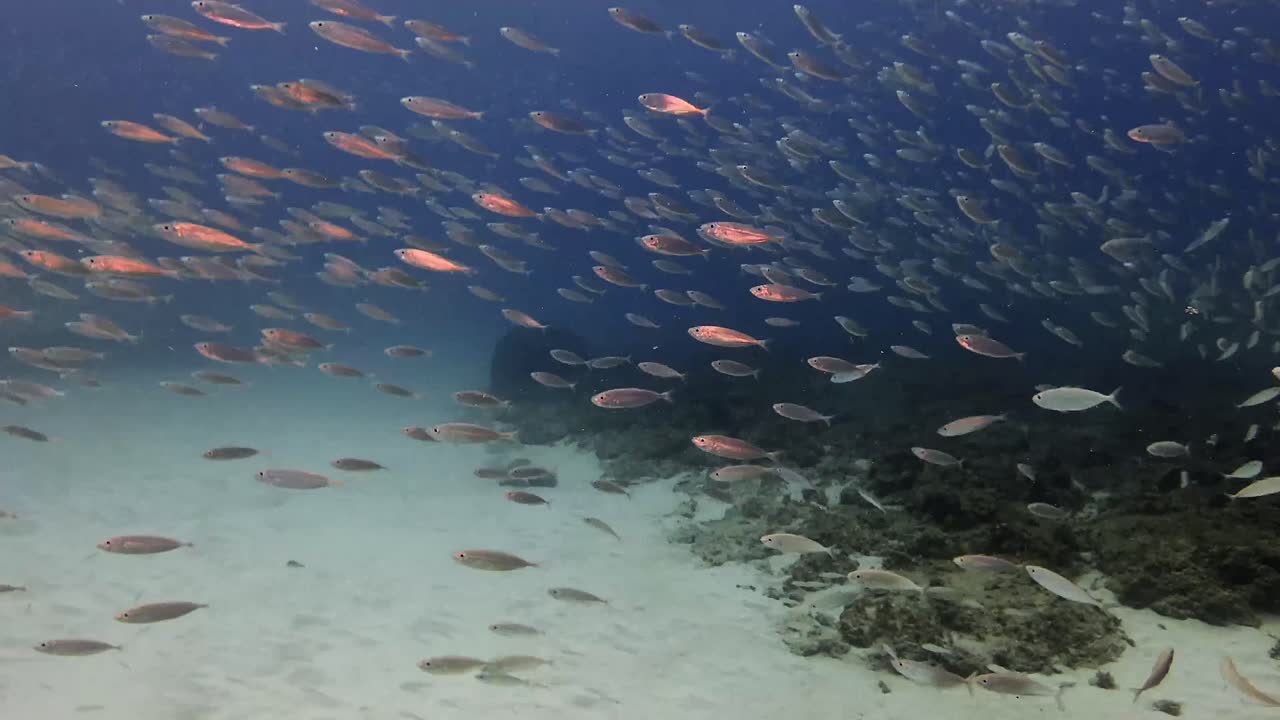 Banco di pesci tropicali che si muovono delicatamente sopra il fondale sabbioso, vicino a formazioni coralline in acque marine limpide, Mauritius. Composizione subacquea minimale che enfatizza il movimento calmo e l'equilibrio marino.