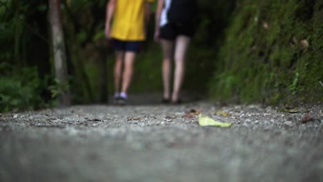 hiking path in the rain forest