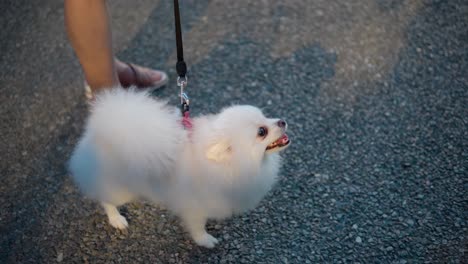 adorable perro pomeraniano con correa con su dueño parado al aire libre contra la luz del sol al atardecer