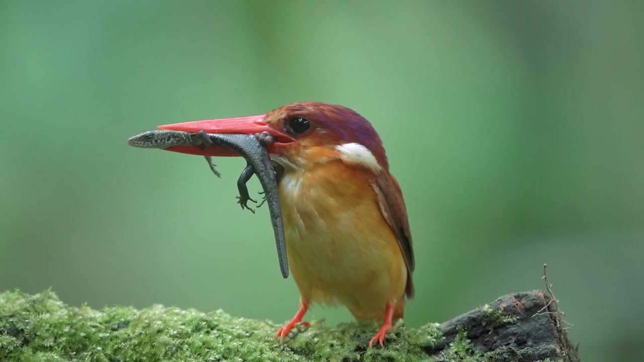 Il martin pescatore dal dorso rossiccio mangia una lucertola fresca.