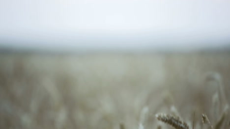 golden wheat field. concept of great harvest and productive seed industry