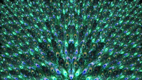 peacock feather motion animated video background