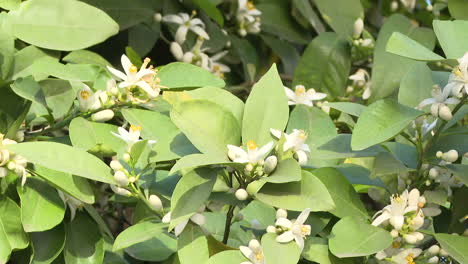 orange blossom tree in spring