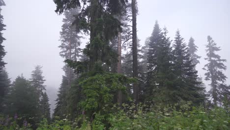 the path of the forest with tall trees.