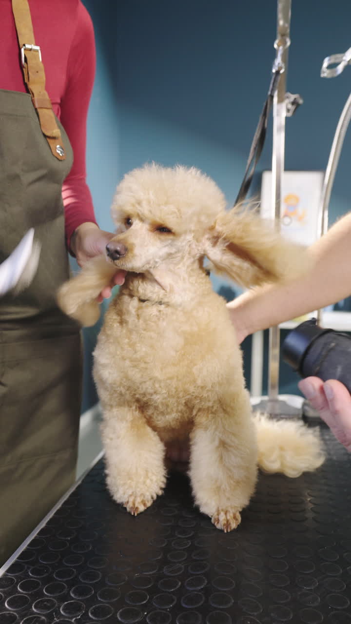 Professional Groomer Brushing and Drying a Poodle Dog's Fur