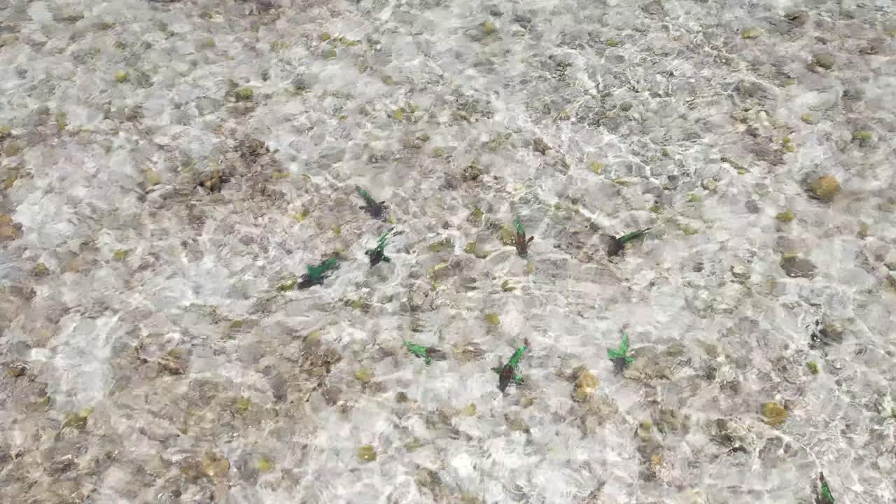 Aerial overview of parrotfish eating coral as the swim against tide in shallow Caribbean water