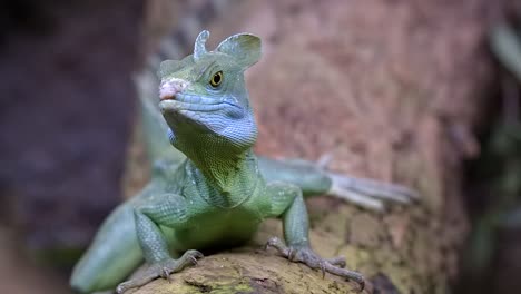 Close-up-Front-View-Of-A-Plumed-Basilisk-Resting-On-A-Tree-Log---Same-Level-Shot