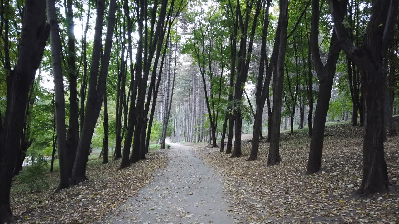Forest pathway with tall green trees