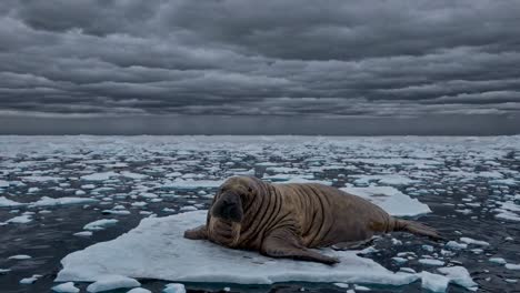 walrus on an ice floe in the arctic