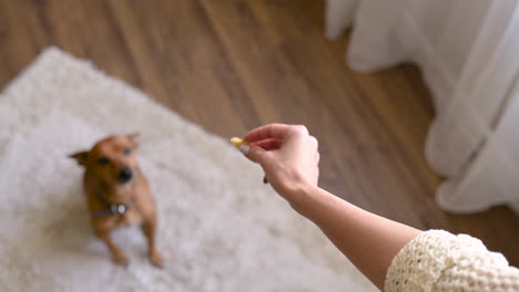 top view of a woman's hand giving a treat to her dog