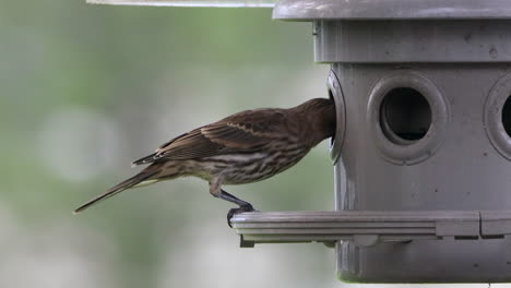 Un-Pinzón-Hembra-Comiendo-Semillas-De-Girasol-De-Un-Comedero-Para-Pájaros