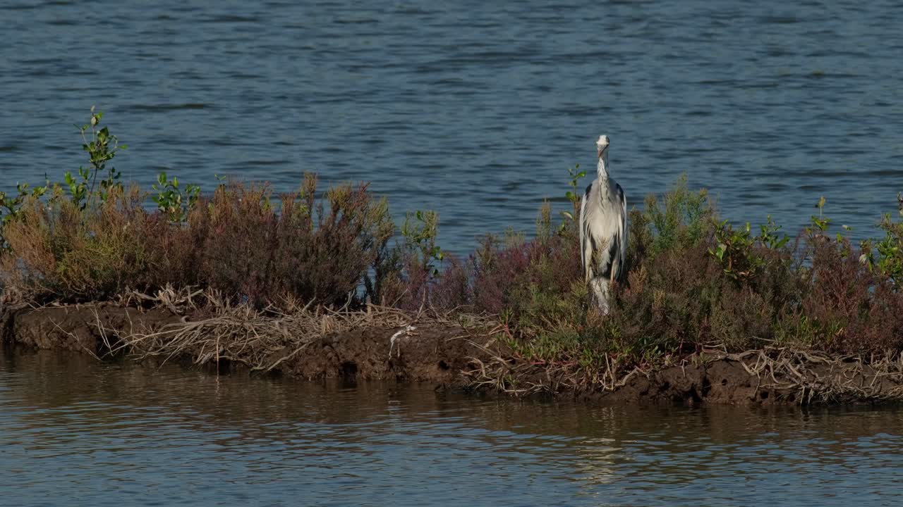 mirando directamente a la cámara mientras se aleja y se desliza hacia la derecha entonces, garza gris ardea cinerea, tailandia