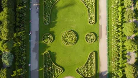 top down aerial view of beautiful rose garden