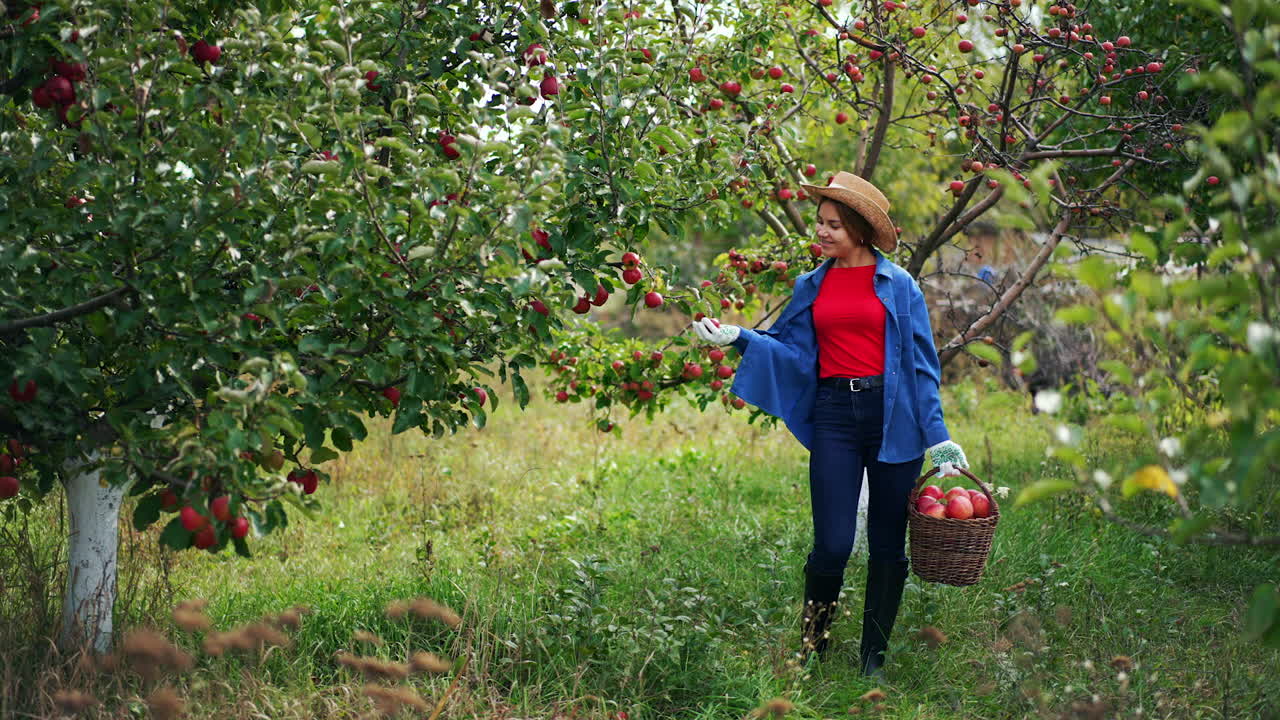 Happy relaxed lady farmer in blue shirt and jeans carrying the full basket of ripe apples. Woman in hat picks apple from tree and puts it in a basket.