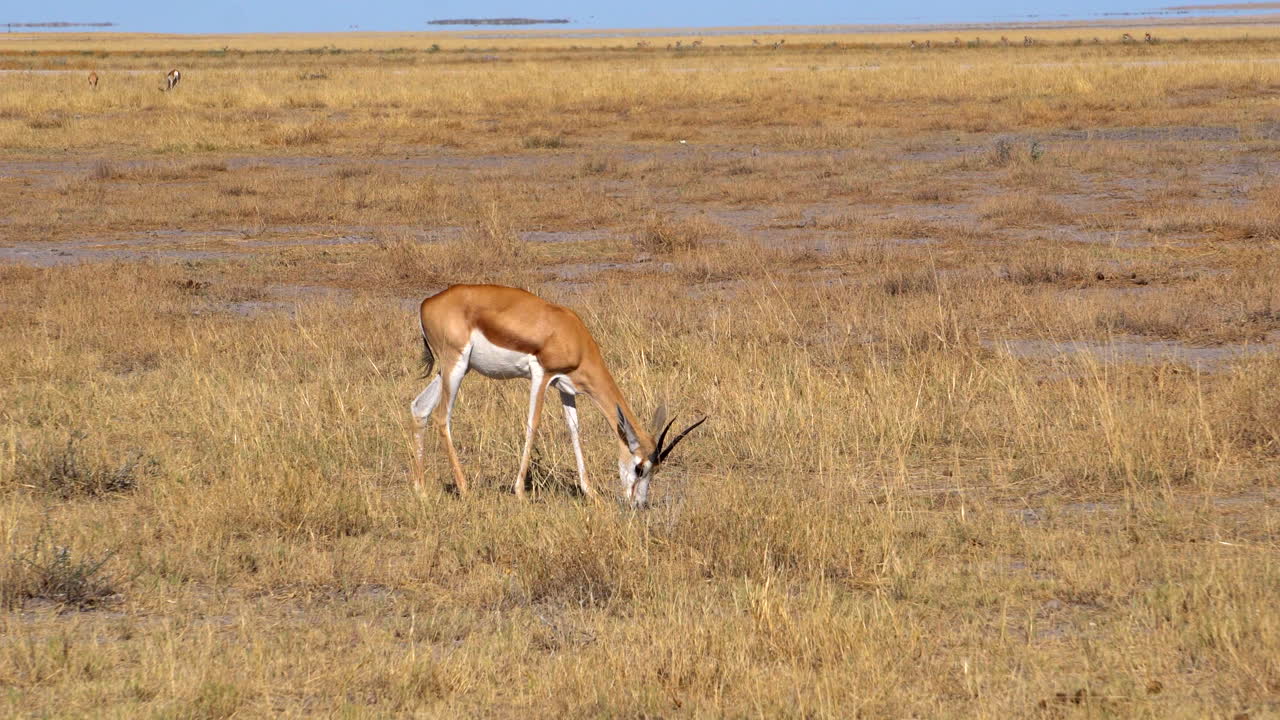 gacelas springbok en el parque nacional de etosha