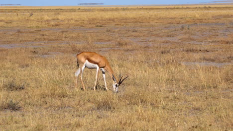 springbok gazelles in etosha national park