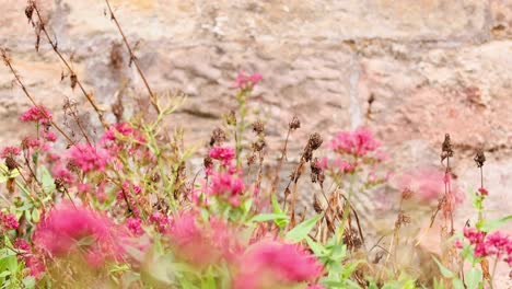 mariposa interactuando con las flores rosadas de centranthus ruber