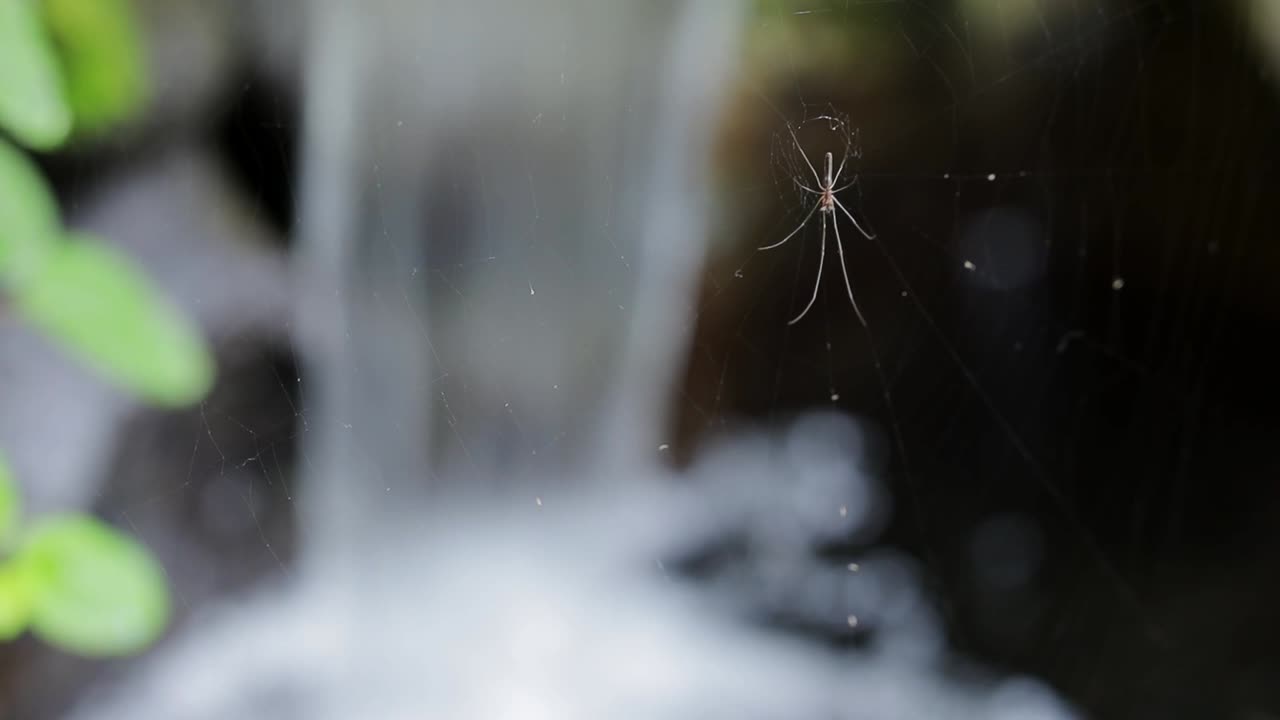 Spider hanging on web with blurry water fountain in the background