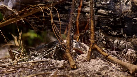 camp fire with tree log and branches, white ash smoke, slow mo