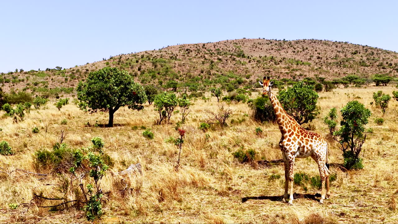 Lone curious Cape giraffe standing still in African savannah. Drone riser