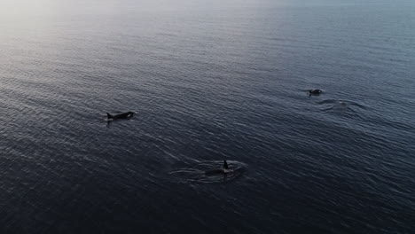 aerial view of pod of orca whales swimming in calm ocean water near vancouver island, canada