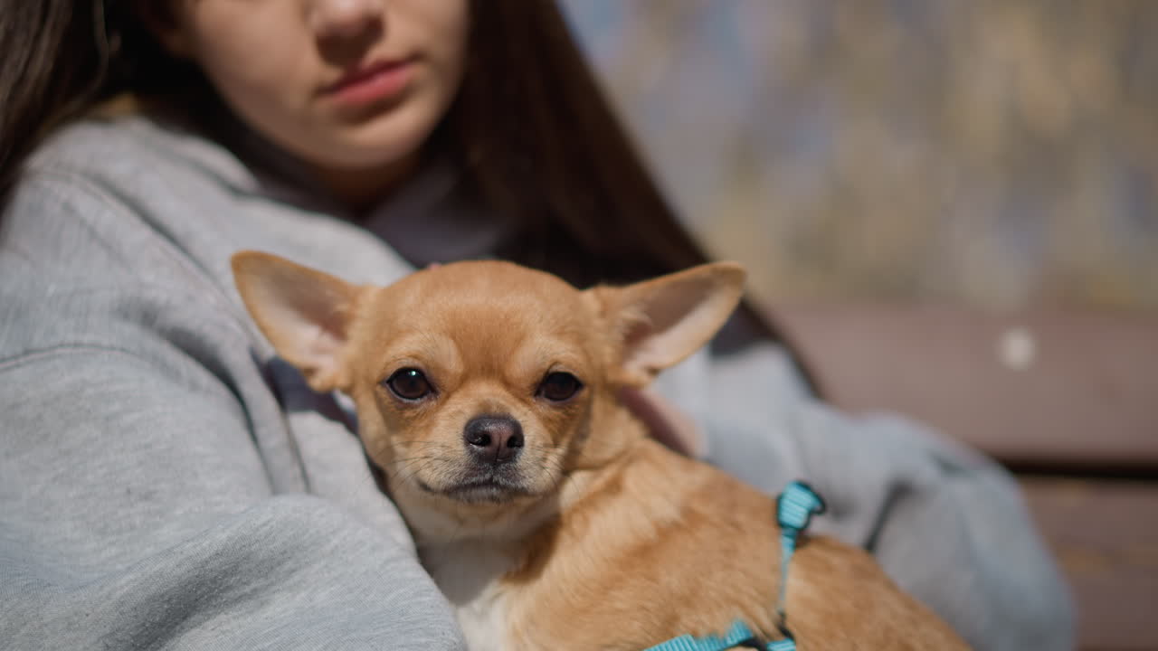어린 강아지를 주의 깊게 살펴보는 젊은이, 벤치에 앉아 경계심 강한 치와와와 함께 있는 십 대, 햇볕 아래서 휴식을 취하는 젊은이와 경계심을 늦추지 않고 주의를 기울이는 작은 보호견