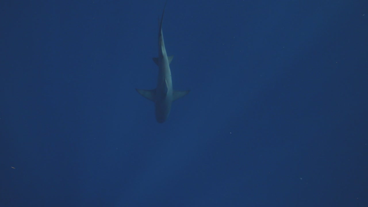 disparo de arriba hacia abajo de un tiburón nadando en el medio de la pantalla en el mar azul profundo