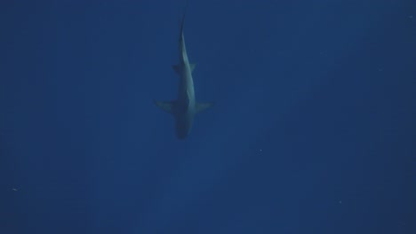 Draufsicht-Auf-Einen-Hai,-Der-In-Der-Mitte-Des-Bildschirms-Im-Tiefblauen-Meer-Schwimmt