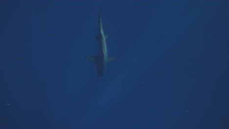 disparo de arriba hacia abajo de un tiburón nadando en el medio de la pantalla en el mar azul profundo