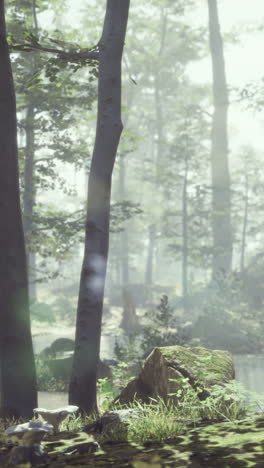 misty forest path