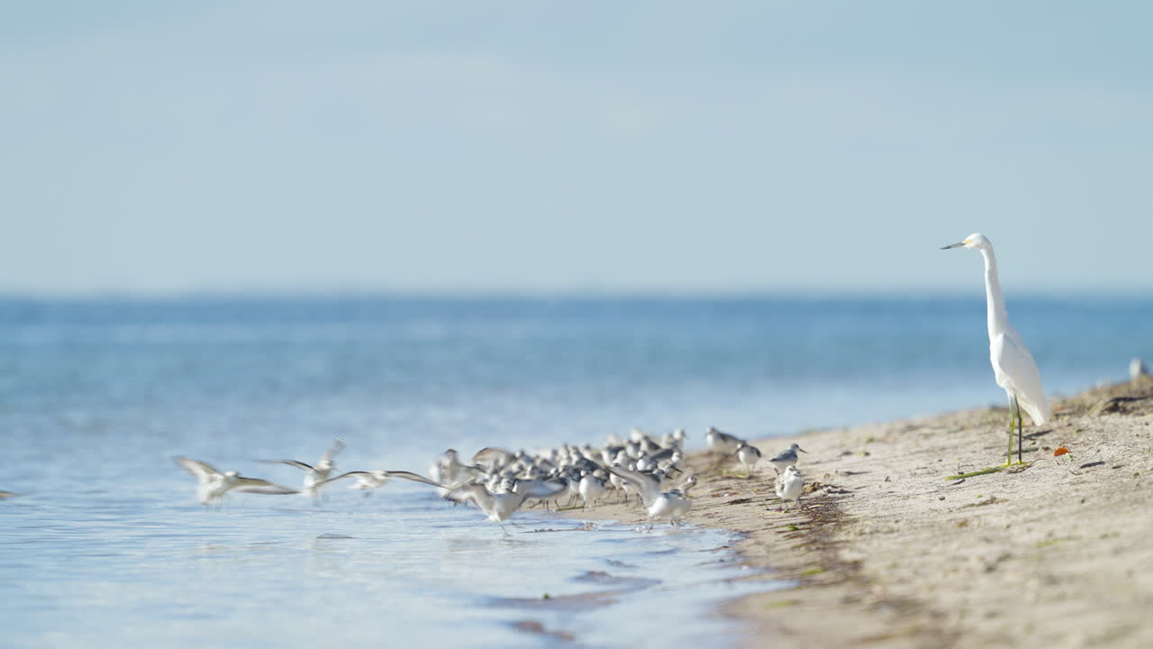 Great Egret Heron with Sandpipers Flying on Beach 2