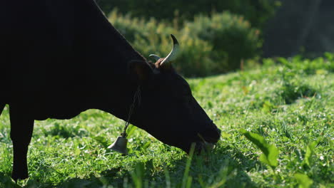 vaca comiendo hierba verde en el valle de la montaña