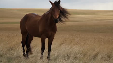 majestic horse in a grassy field
