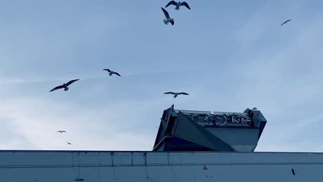 Ein-Schwarm-Möwen-Fliegt-Umher,-Wenn-Im-Hafen-Fisch-In-Container-Verladen-Wird