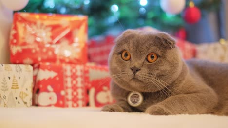 Serious Purebred Gray Cat on the Background of a Christmas Tree and Presents at Home serious Purebred Gray Cat on the Background of a Christmas Tree and Presents a Domestic Cat with Big Yellow Eyes Rests Near a Christmas Tree with Lights Comfort at Home