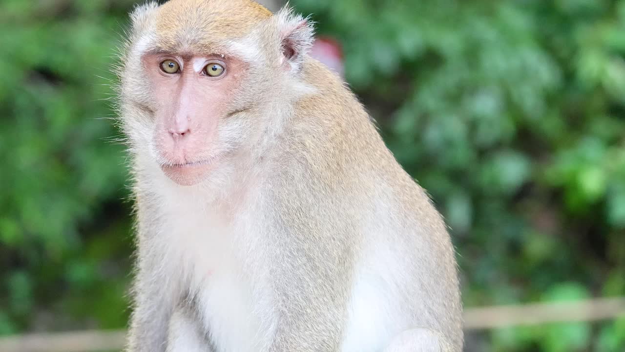 un mono observa atentamente su entorno