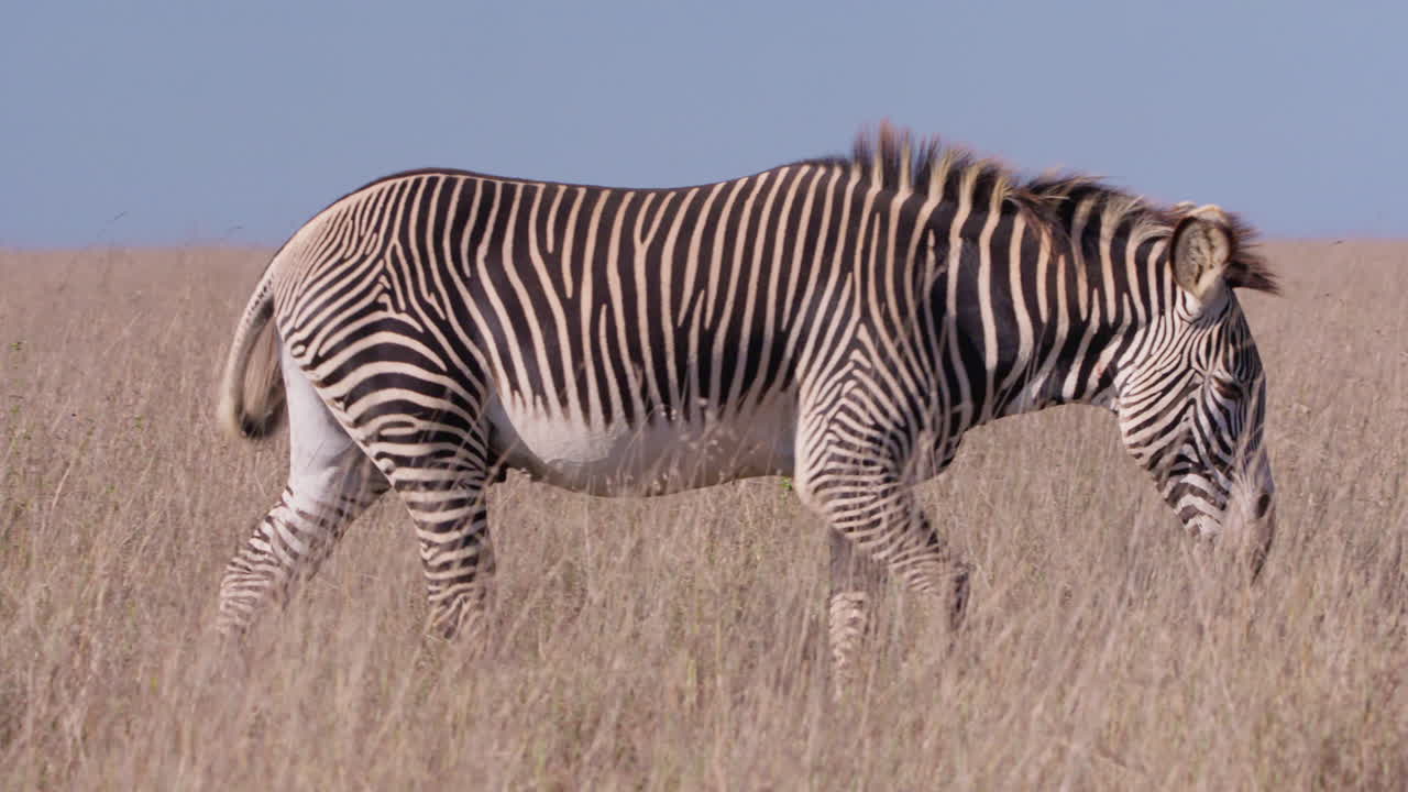 Grevy's Zebra walking in savannah in midday