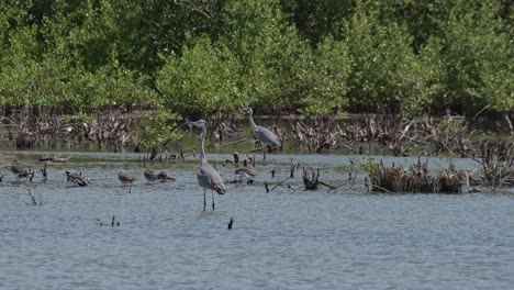 De-Pie-Mirando-Hacia-La-Izquierda-Mientras-Otras-Aves-Se-Alimentan,-Garza-Real-Ardea-Cinerea,-Tailandia