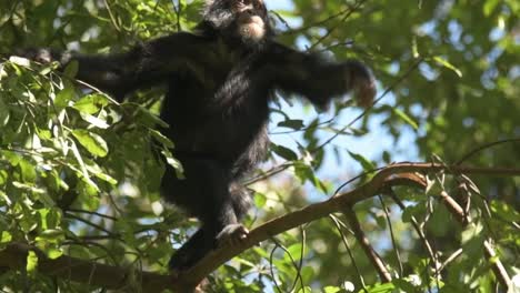 Slowmotion-shot-of-a-chimpanzee-exploring-the-canopy-within-the-trees-in-Rwanda